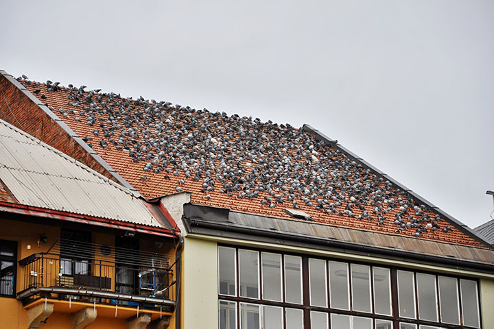 A2B Pest Control are able to install spikes to deter birds from roofs in Newham. 