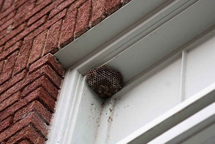 We provide a wasp nest removal service for domestic and commercial properties in Newham.